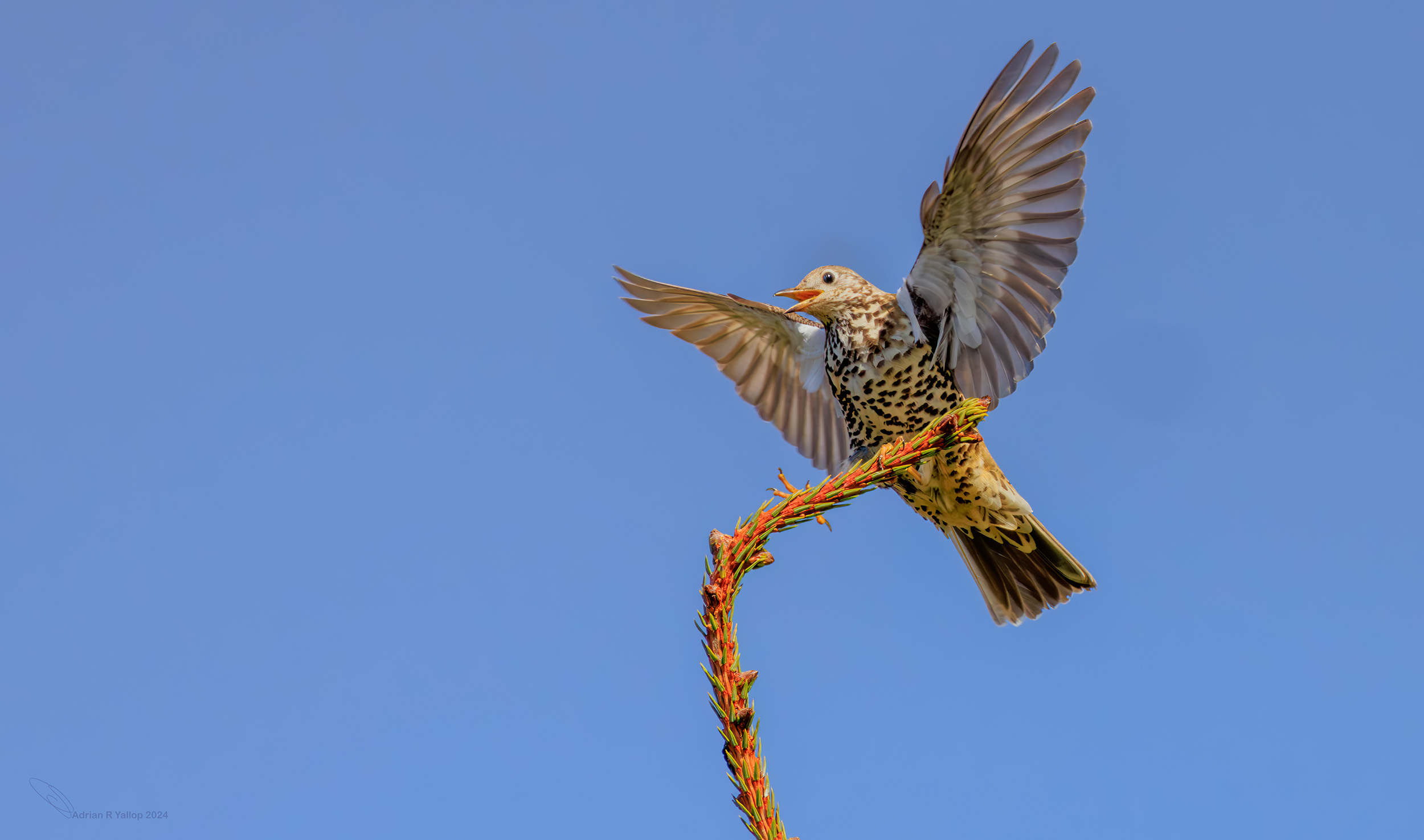 Turdus viscivorus mistle thrush display